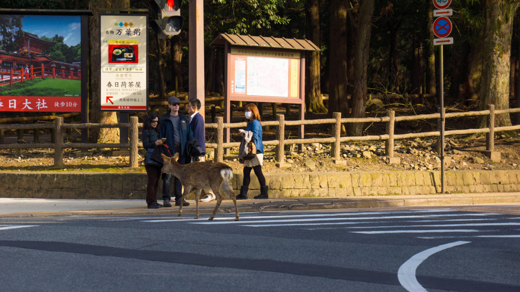 Deer crossing in Nara, Japan | cultivatorkitchen.com
