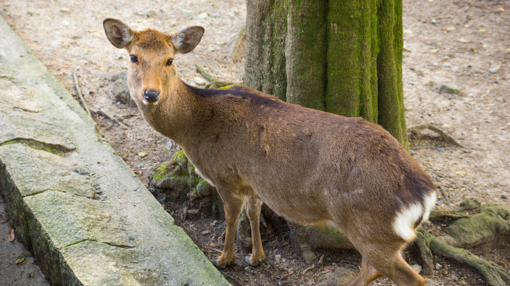 deer in Nara Park, Nara, Japan | cultivatorkitchen.com