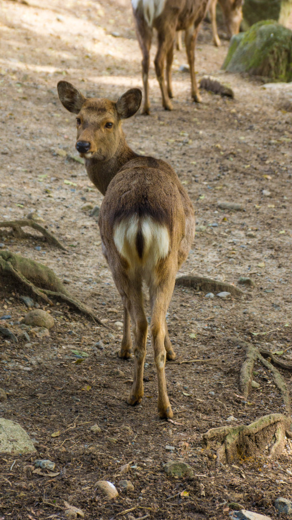 Deer in Nara Park, Nara, Japan | cultivatorkitchen.com