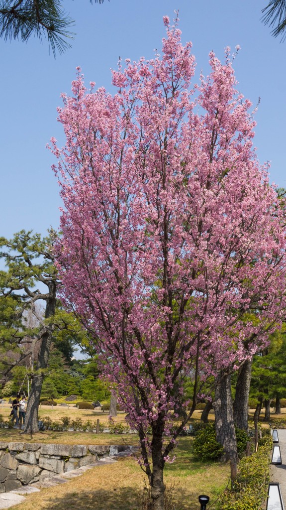 Sakura (Cherry Blossom) Tree at Nijo Castle, Kyoto, Japan |cultivatorkitchen.com