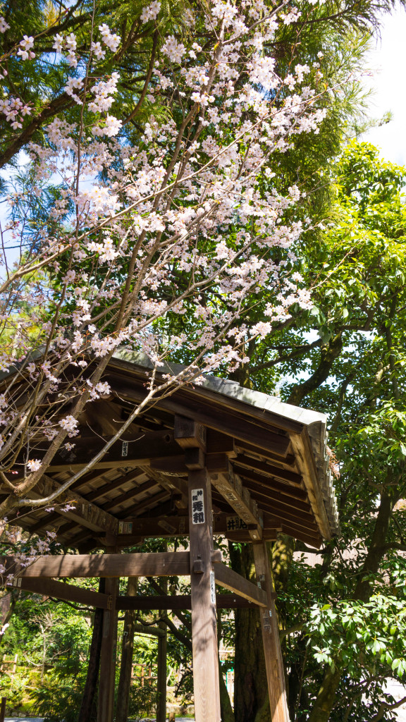 Cherry Blossoms (sakura 桜) at Ryoanji Zen Temple, Kyoto, Japan