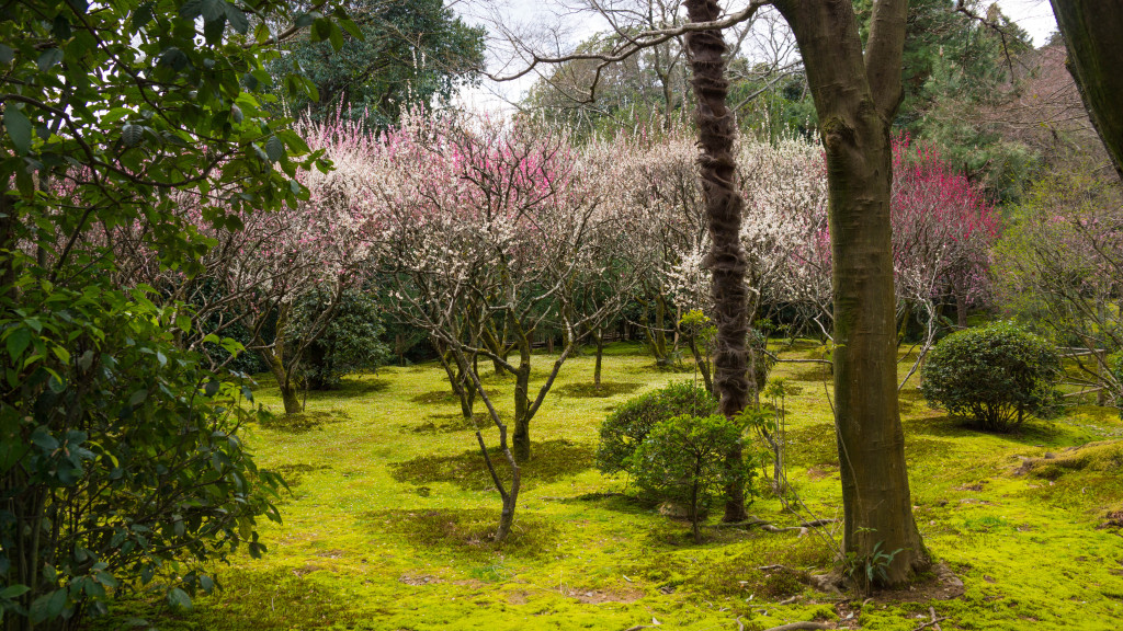 Cherry Blossom (sakura 桜) grove among the moss at Ryoanji Zen Temple, Kyoto, Japan