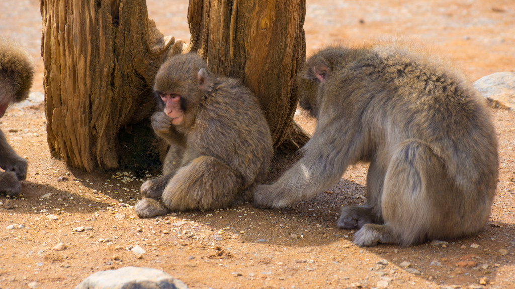 baby macaque and family at Monkey Park in Arashiyama, Kyoto, Japan | cultivatorkitchen.com