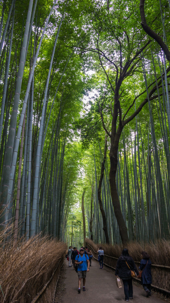 Famous Bamboo Grove at Tenru-ji Temple, Arashiyama, Kyoto, Japan | cultivatorkitchen.com