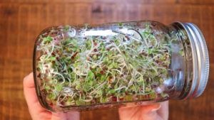 How to Make Sprouts in a Mason Jar | Zero Waste & Raw Vegan | Cultivator Kitchen