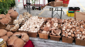 Oyster Mushroom Ceviche! Low Fat & Raw Vegan | Cultivator Kitchen